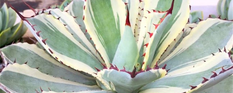 吉祥冠开花吗 吉祥冠开花吗