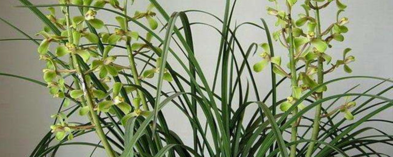 花草换盆要多少度
