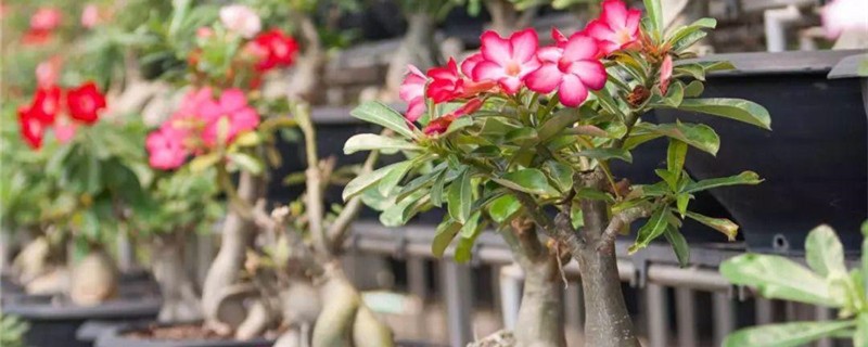沙漠玫瑰养护温度