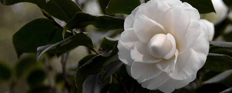 茶花在家里养湿度多少合适 茶花在家里养湿度多少合适