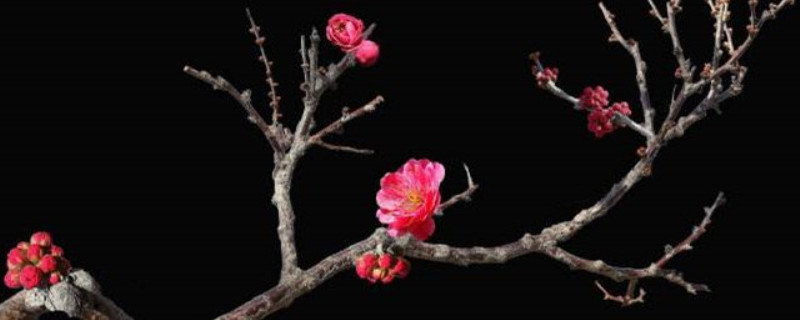 干枝梅花期多少天 干枝梅花期多少天
