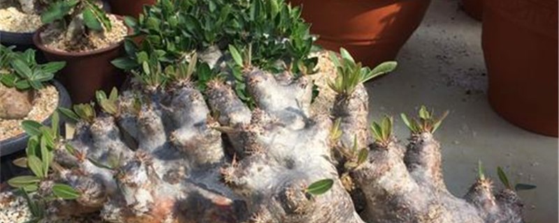 惠比须笑的生长环境 惠比须笑的生长环境