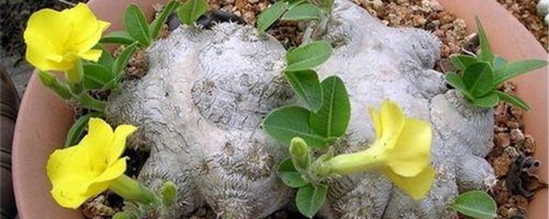 惠比须笑长什么样 惠比须笑长什么样