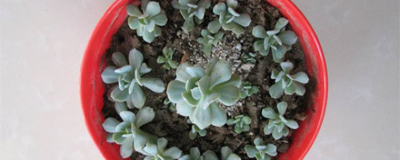 特玉莲怎么换盆 特玉莲怎么换盆