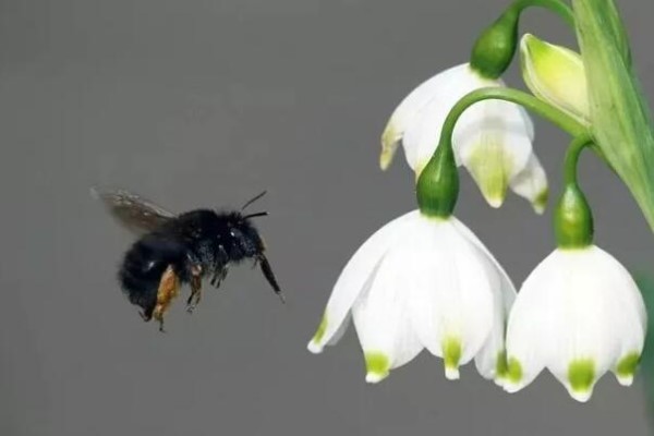 这花开在雪地里，零下20度冻不死，年年爆球一大堆！