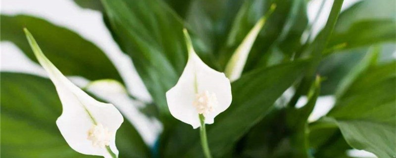 白掌花冬天叶子有枯萎怎么回事 白掌花冬天叶子有枯萎怎么回事