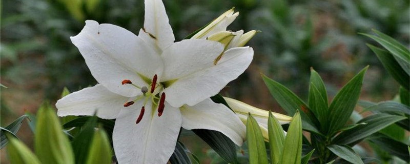 百合种植叶子发黄用什么农药
