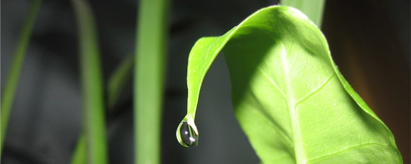 滴水观音叶子黄了怎么办 滴水观音叶子黄了怎么办