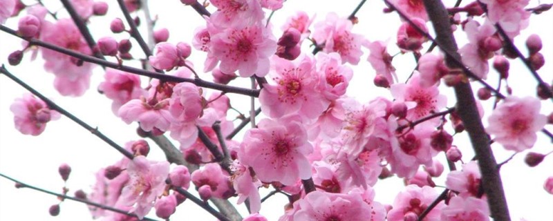 地栽梅花叶子下垂怎么办