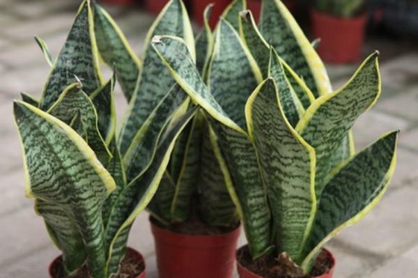 虎尾兰 Sansevieria trifasciata