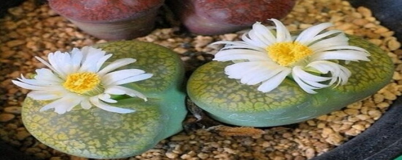 生石花如何换盆
