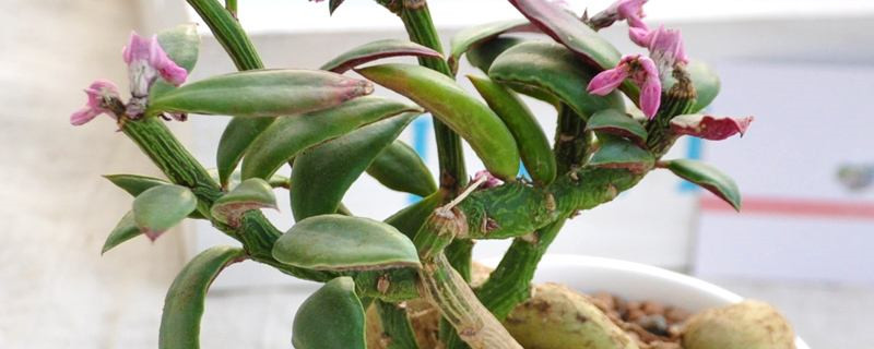 多肉植物叶子变皱怎么处理 多肉植物叶子变皱怎么处理