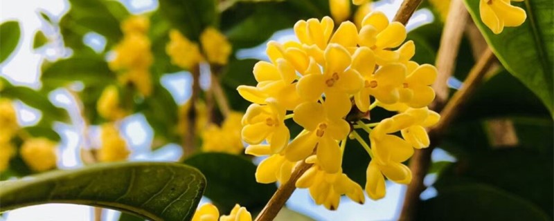 桂花叶子干瘪怎么办