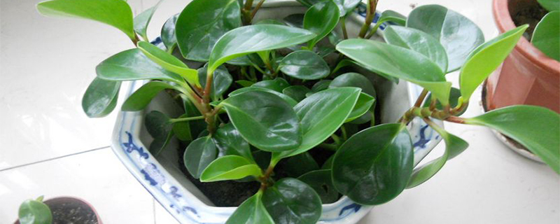 椒草为何烂叶子