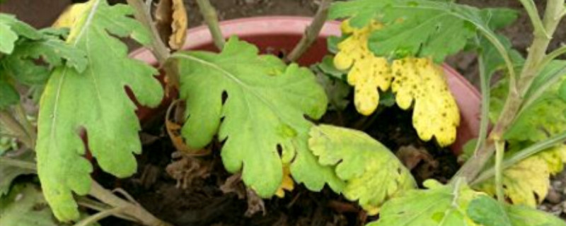 菊花叶子底部变黄怎么处理