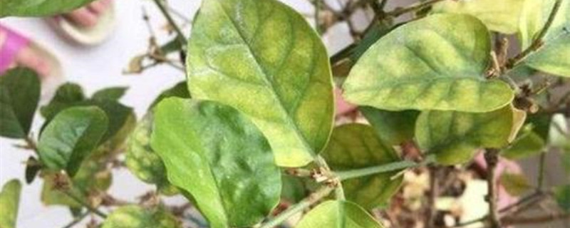 茉莉叶子枯黄是什么原因
