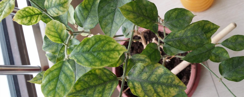 茉莉的叶子有黄点点怎么办 茉莉的叶子有黄点点怎么办