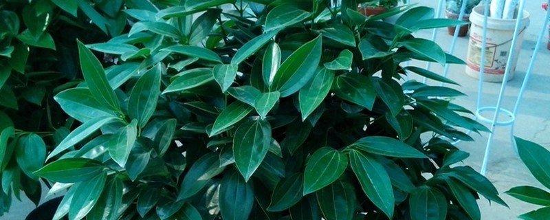 平安树叶子花了怎么办 平安树叶子花了怎么办