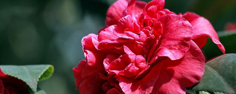 山茶花叶子干了怎么办 山茶花叶子干了怎么办