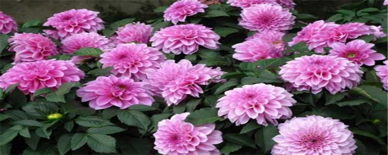 大丽花刚买回来怎么处理