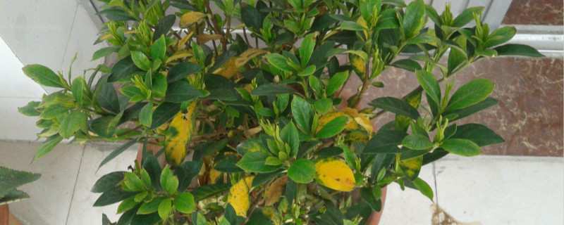 栀子花叶子发黄落叶了怎么办 栀子花叶子发黄落叶了怎么办