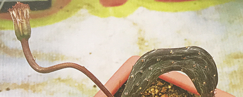 地龙开花怎么办 地龙开花怎么办