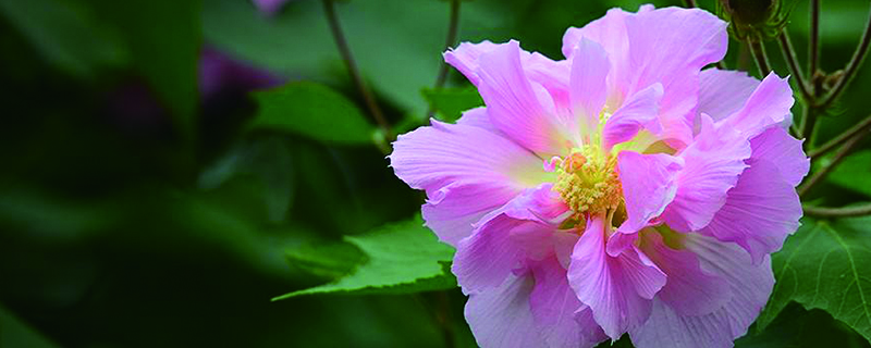 芙蓉花耐寒吗 芙蓉花耐寒吗