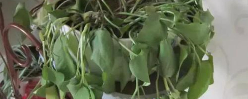 刚种的花蔫了怎么办 刚种的花蔫了怎么办