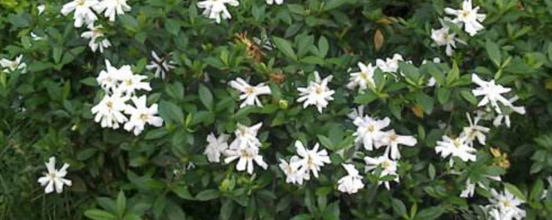 刚买回来的花怎么养活 刚买回来的花怎么养活
