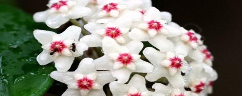 球兰开花怎么办 球兰开花怎么办