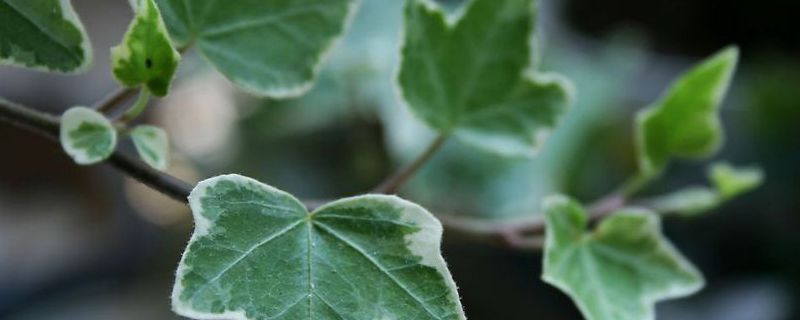 藤类植物种植扦插