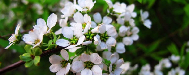 珍珠花怎样扦插