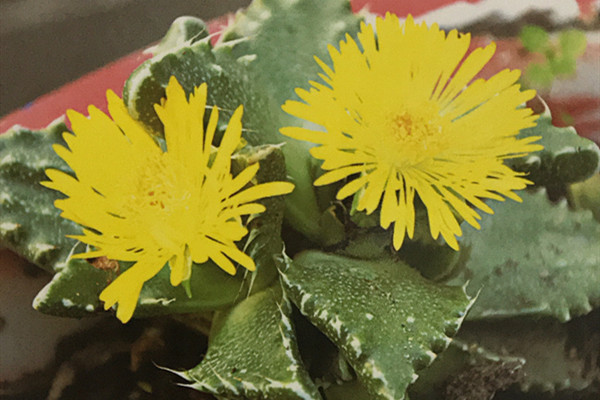 荒波 Faucaria tuberculosa