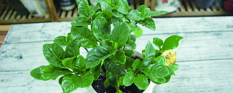黄栀子和栀子花的区别 黄栀子和栀子花的区别
