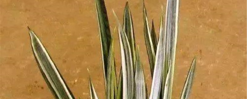 雪纹虎尾兰施肥方法 雪纹虎尾兰施肥方法