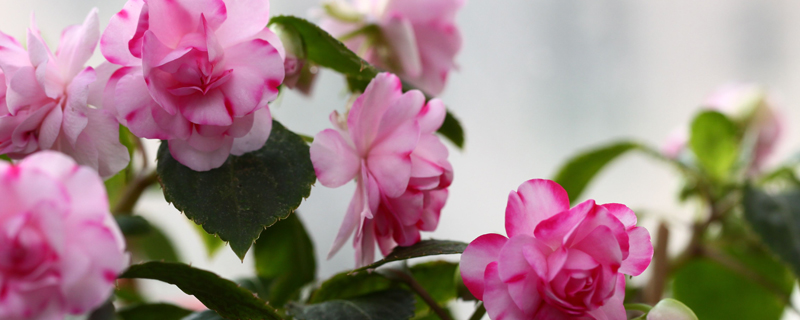水梅花掉花苞咋回事 水梅花掉花苞咋回事