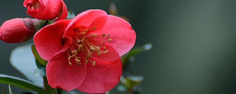 吊钟花怎么水养 吊钟花怎么水养