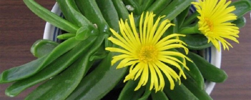 佛手花的养护方法