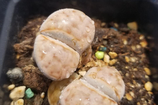 福寿玉 Lithops eberlanzii