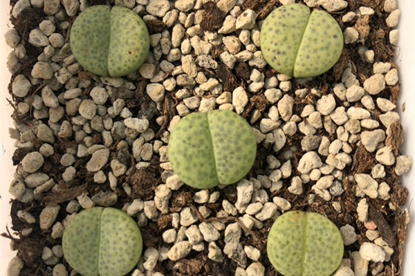 黄微纹玉 Lithops fulviceps ‘Aurea’