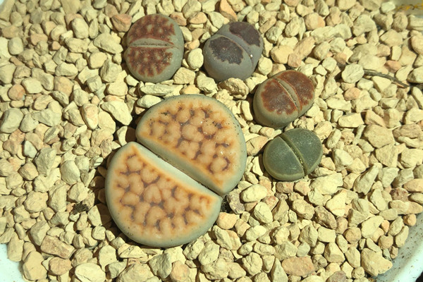 花纹玉 Lithops karasmontana