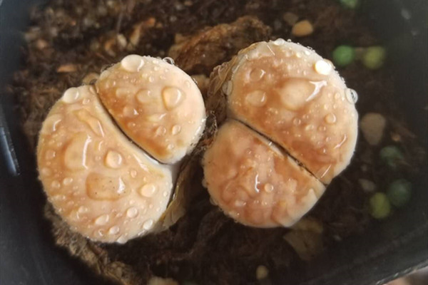 朱弦玉 Lithops lericheana