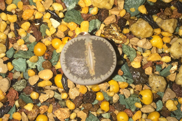 弁天玉 Lithops lesliei var. venteri