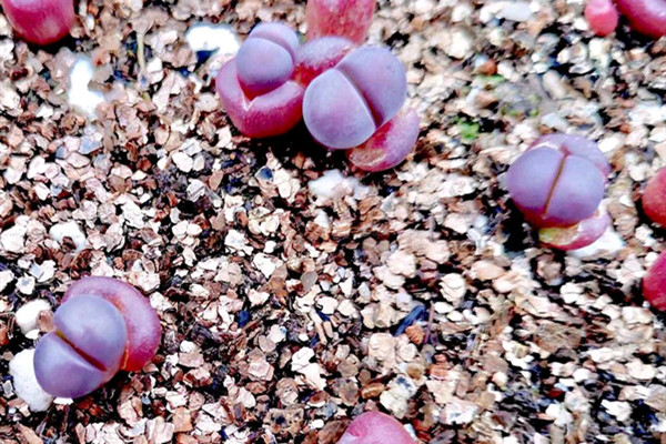 红菊水玉 Lithops meyeri ‘Hammer Ruby’