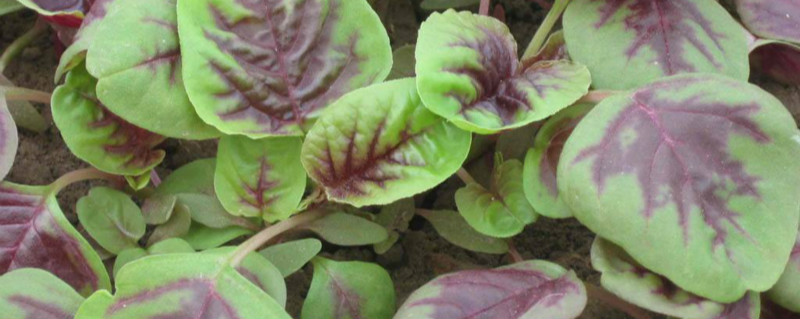千子谷野菜学名 千子谷野菜学名