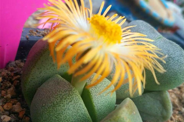 帝玉 Pleiospilos nelii