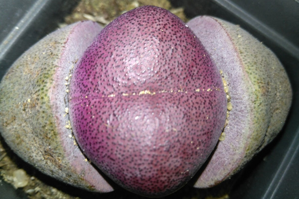 红帝玉 Pleiospilos nelii ‘Rubra’