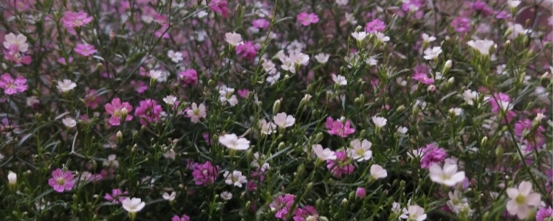 圆锥石头花花语