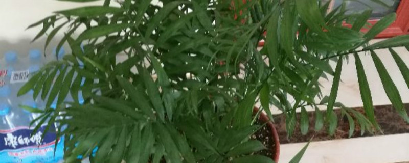 夏威夷椰子叶子发黄怎么办