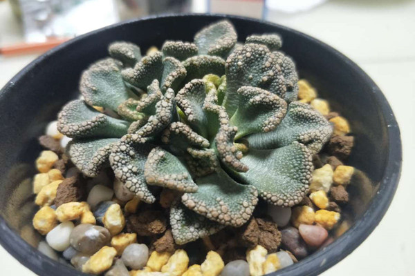 天女 Titanopsis calcarea